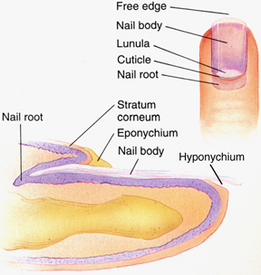 Toenail problems - myDr.com.au