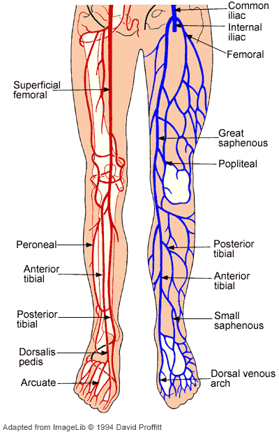 Foot Circulation, arteries and Veins of the leg