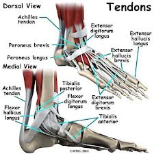 Tendon Injuries, Problems, Tendon Pain, Tendonitis, tendonopathy, Tendon Rupture, foot pain, ankle pain, 