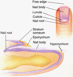 Ingrown Nails | Ingrown Toenail Treatment | Ingrown Toenail | Ingrown